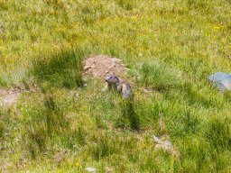 Grossglocknergebiet - Murmeltier
